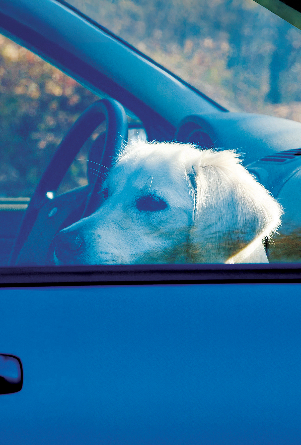 Avustralya’dan hayvan refahına yönelik hamleler