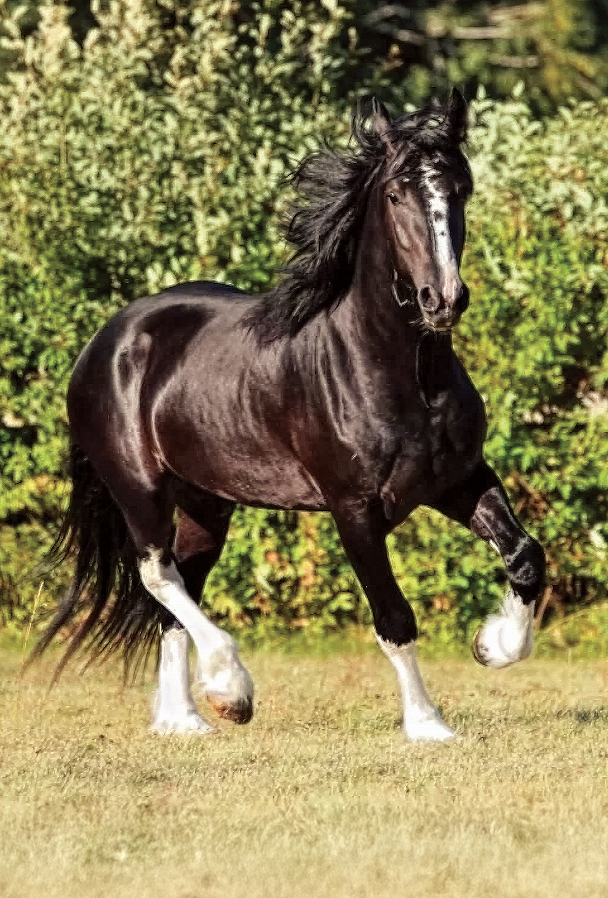 Koruma odaklı yetiştiricilik yerli ırklara umut veriyor