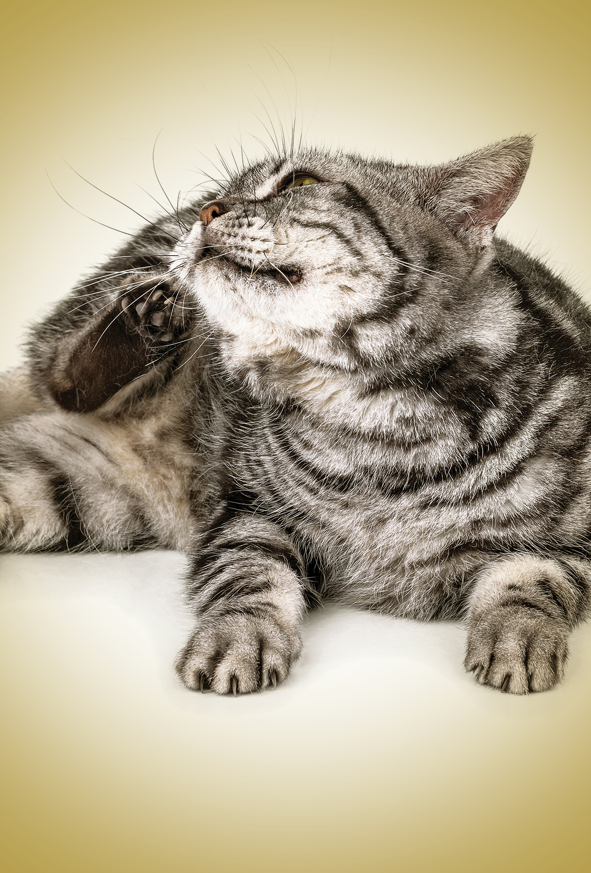 Kaşıntı kontrolünde beklenmedik ve etkili bir yardımcı