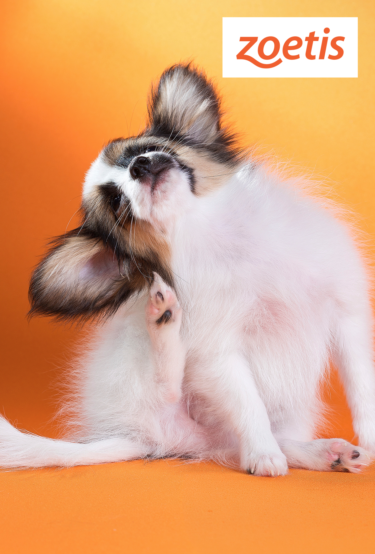 Kaşıntıda görünenden fazlası ve bilimle gelen çözümler: Apoquel & Cytopoint