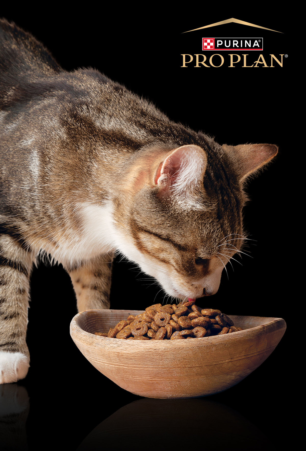 Kısırlaştırma sonrası yeni denge: Doğru beslenme, doğru yaklaşım