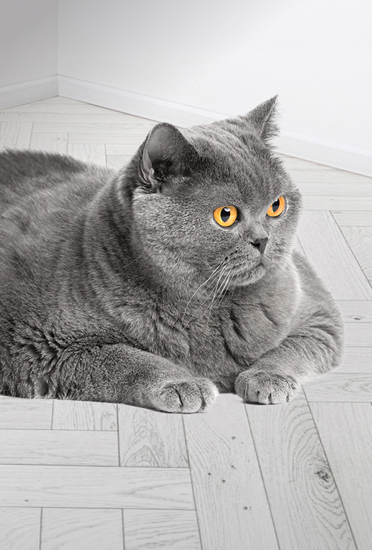 Kedilerde Diabetes Mellitus: Patogenezden prognoza yaklaşım