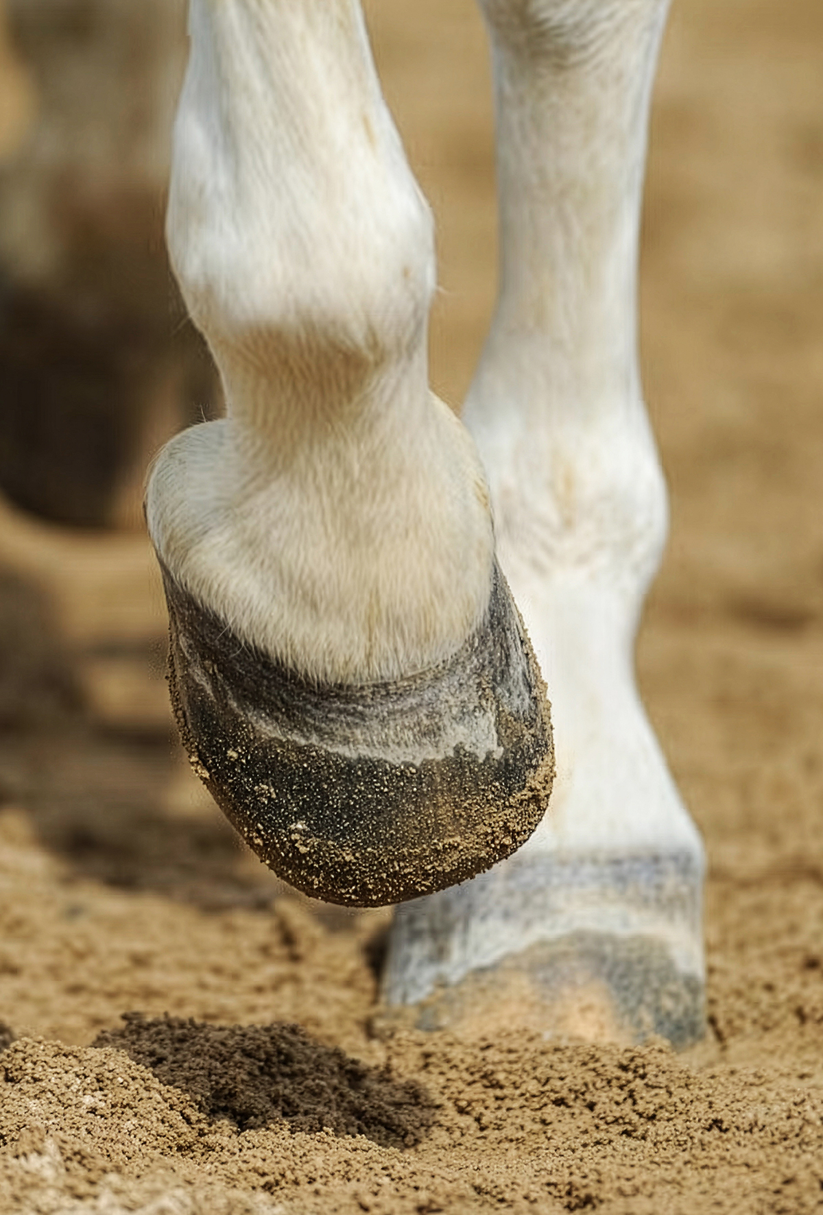 Atlarda Laminitis Problemi