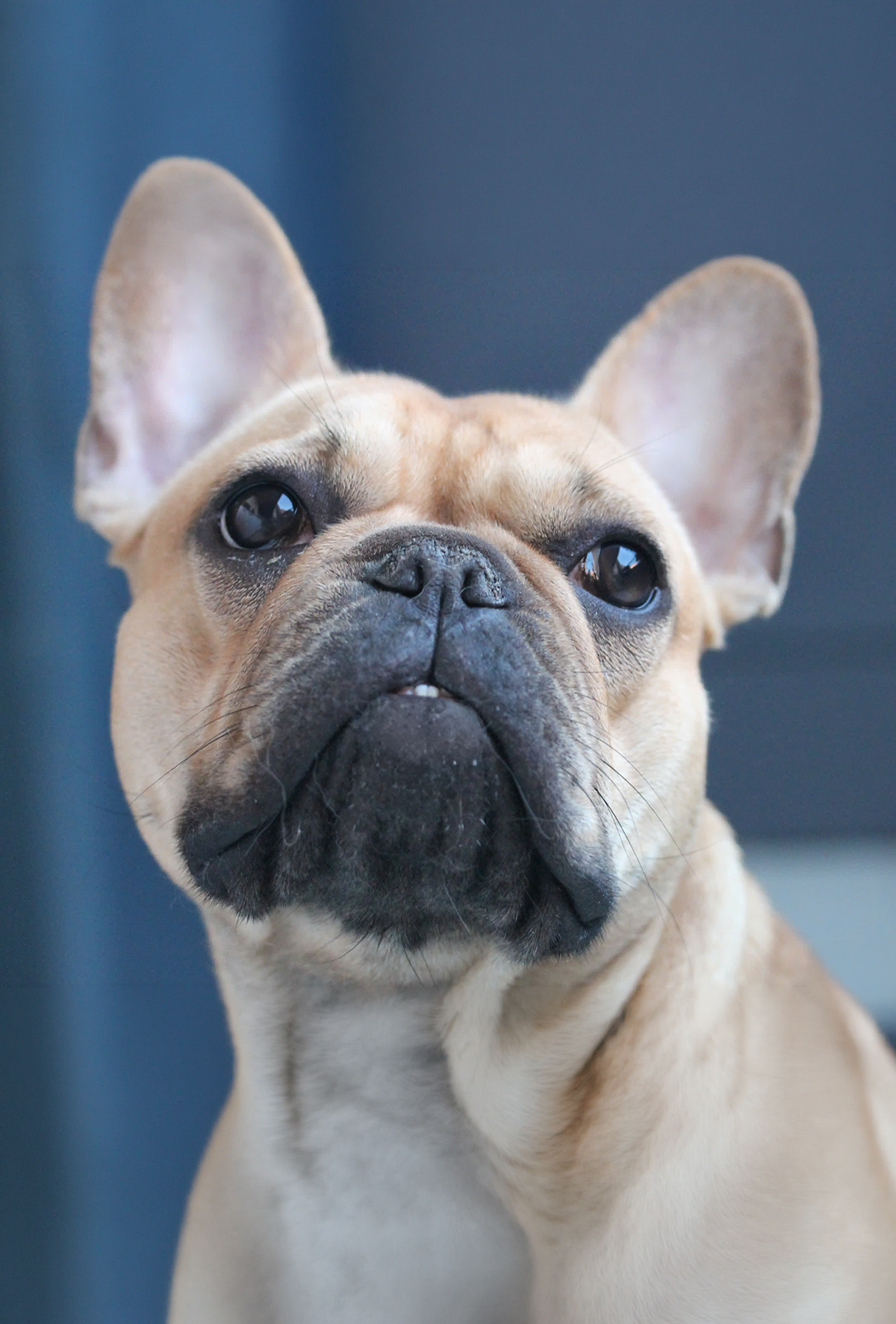 ABD’nin en popüler köpekleri açıklandı