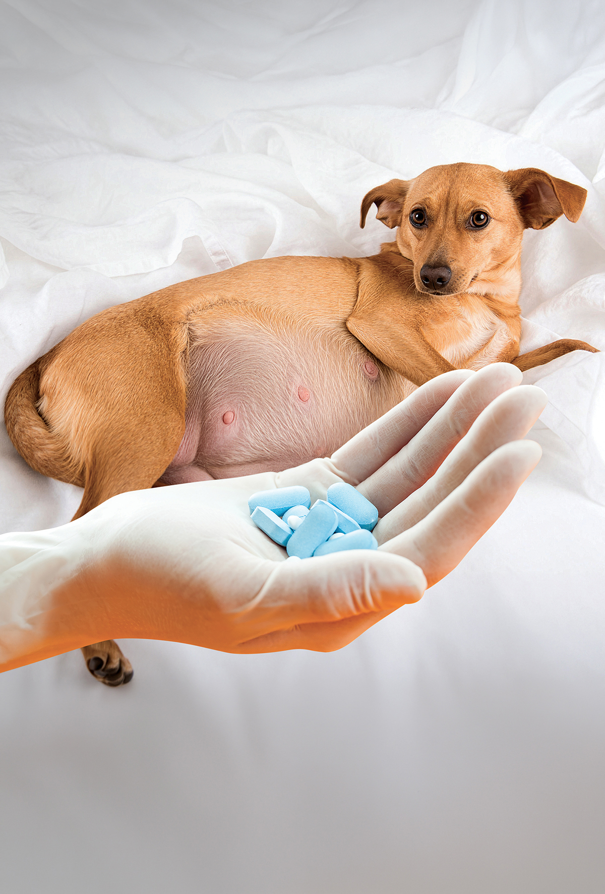 Köpeklerde gebelik döneminde ilaç kullanımı: Ne kadar güvenli?