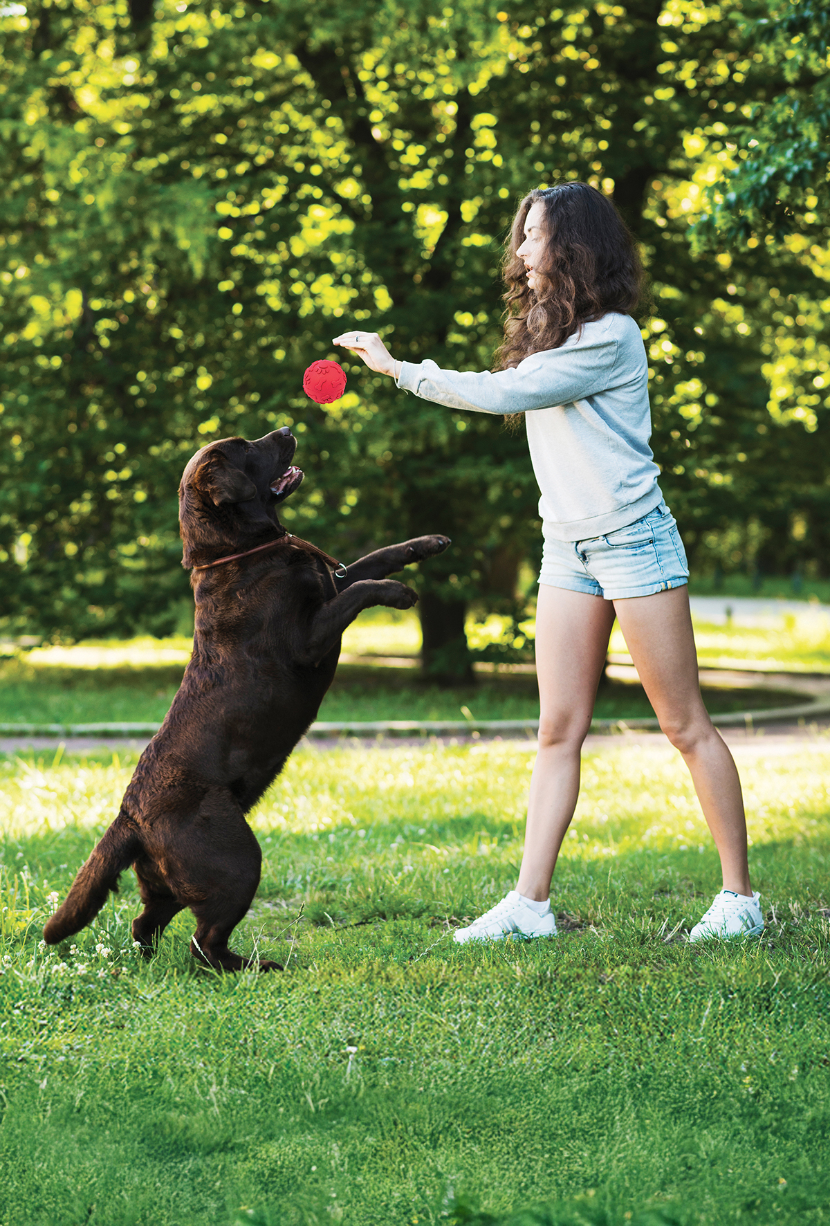 Köpeklerde can sıkıntısını sakın hafife almayın!