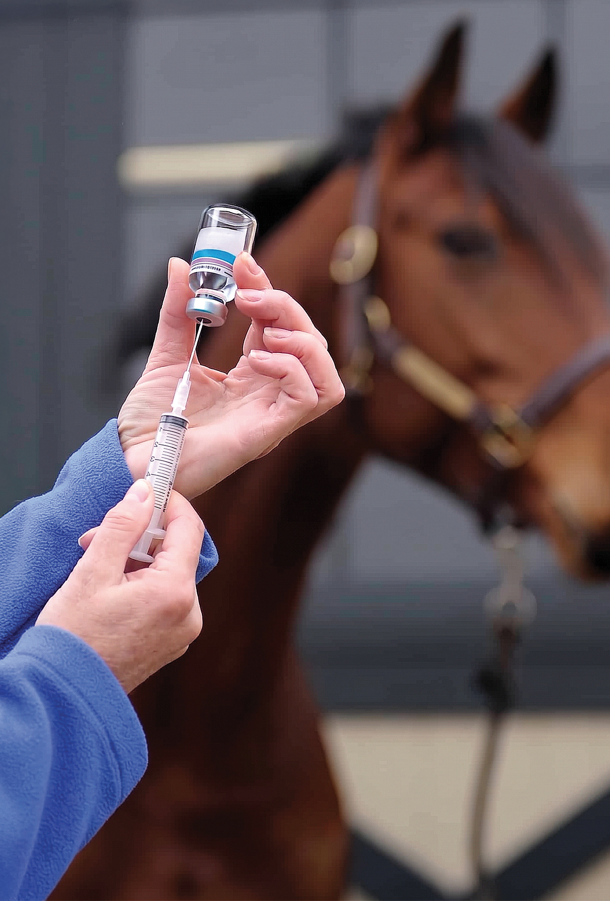 İngiltere’de aşı uyarısı, Equine Influenza yayılıyor
