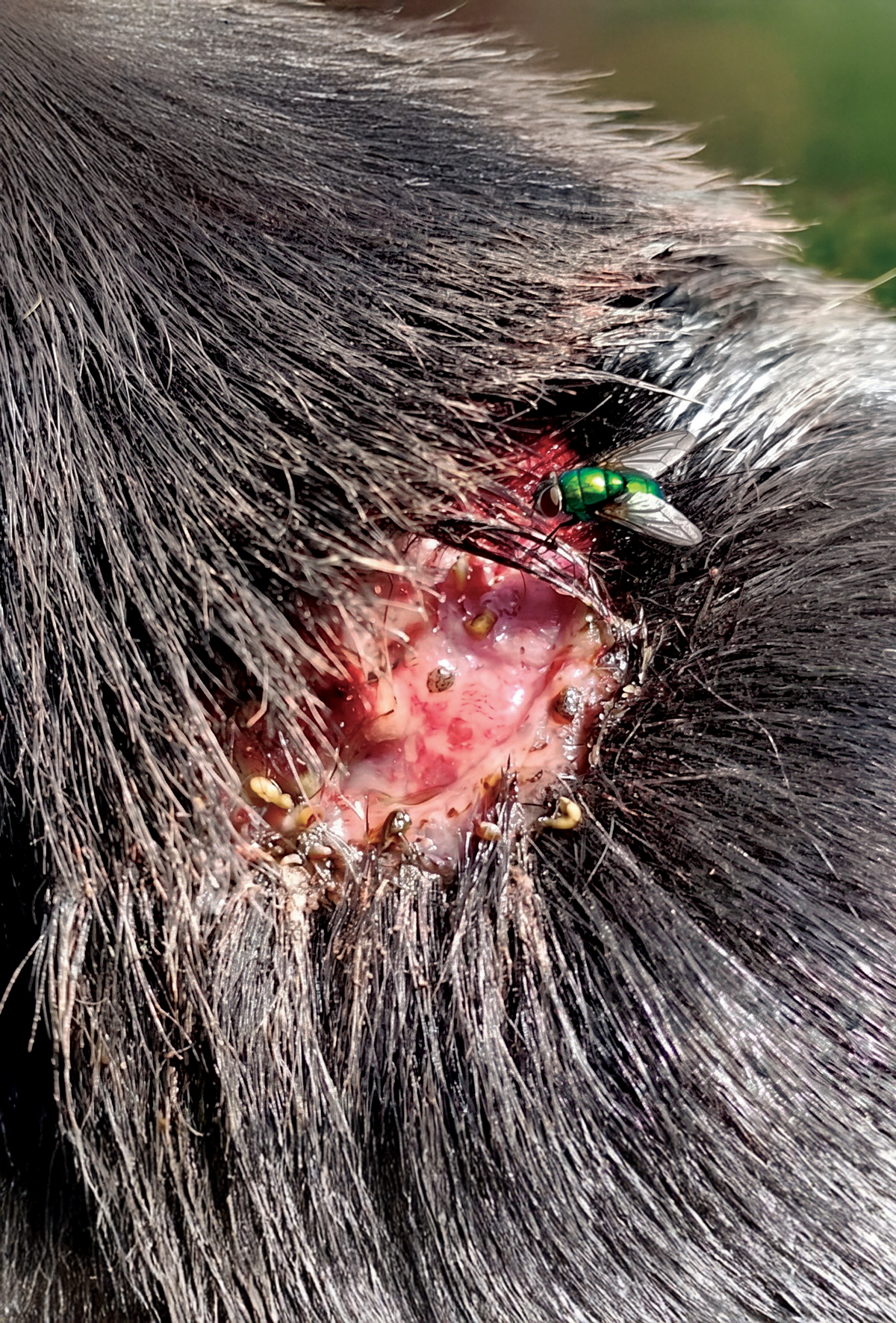 New World Screwworm yayılıyor: İlk köpek vakası tespiti