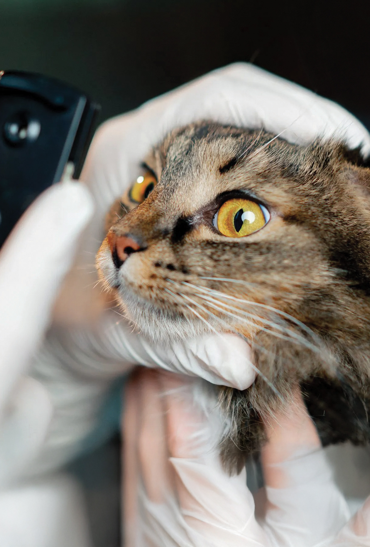 Kedi ve köpeklerde persistan pupillar membran (PPM)