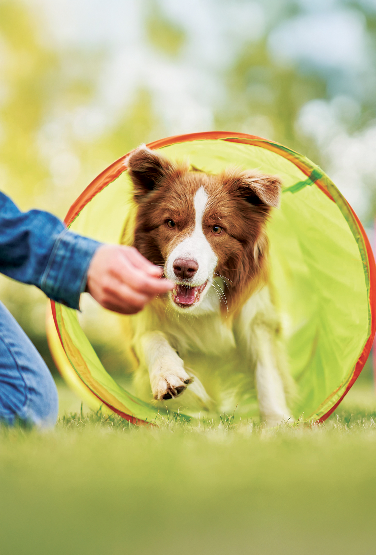Nörotransmitterler ve otonom sinir sisteminin köpek eğitiminde önemi