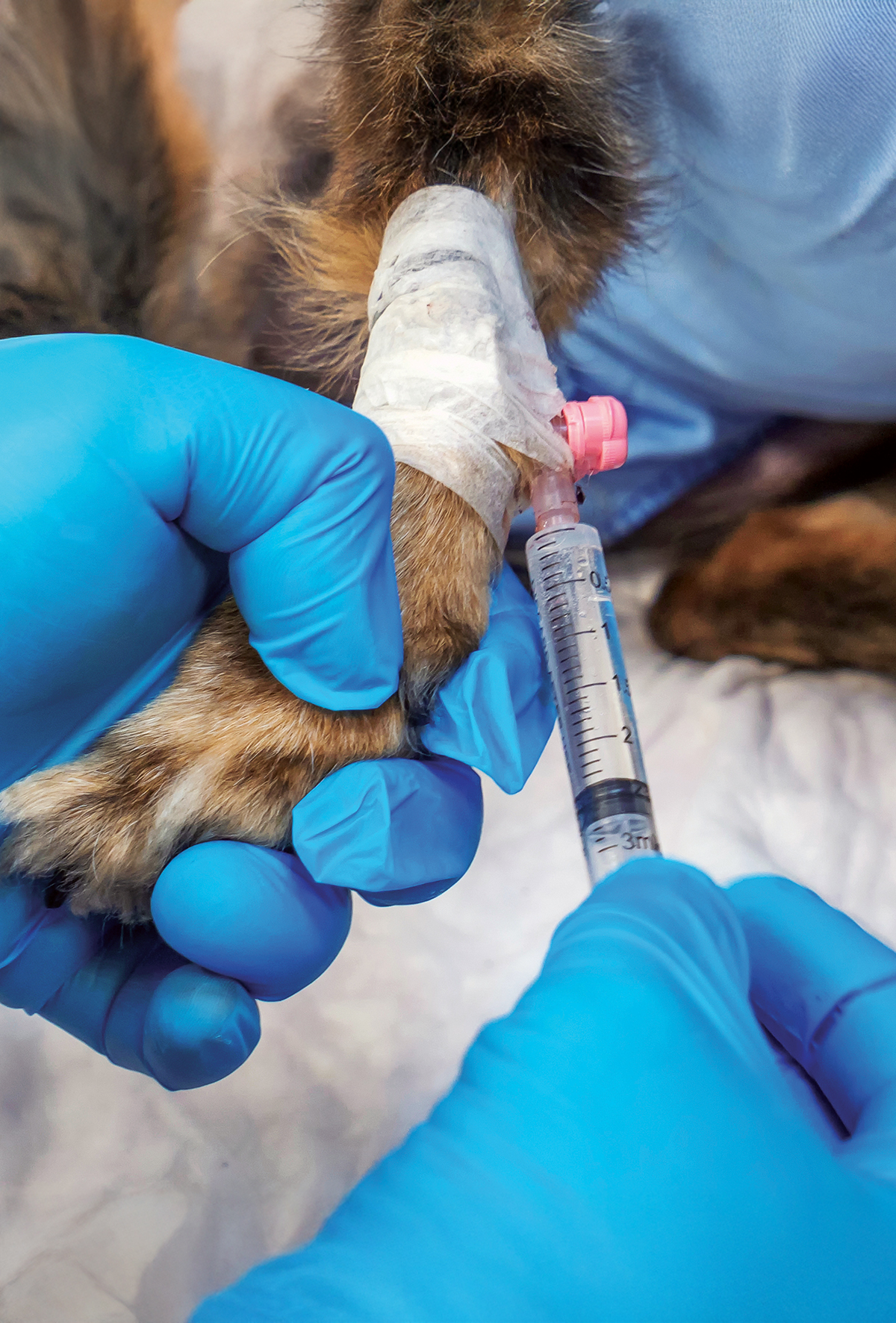 Antibiyotik seçiminde önemli veriler