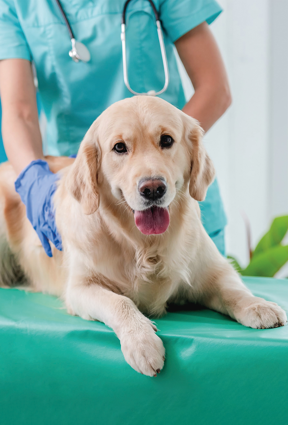Golden Retriever’lara ömür boyu takip